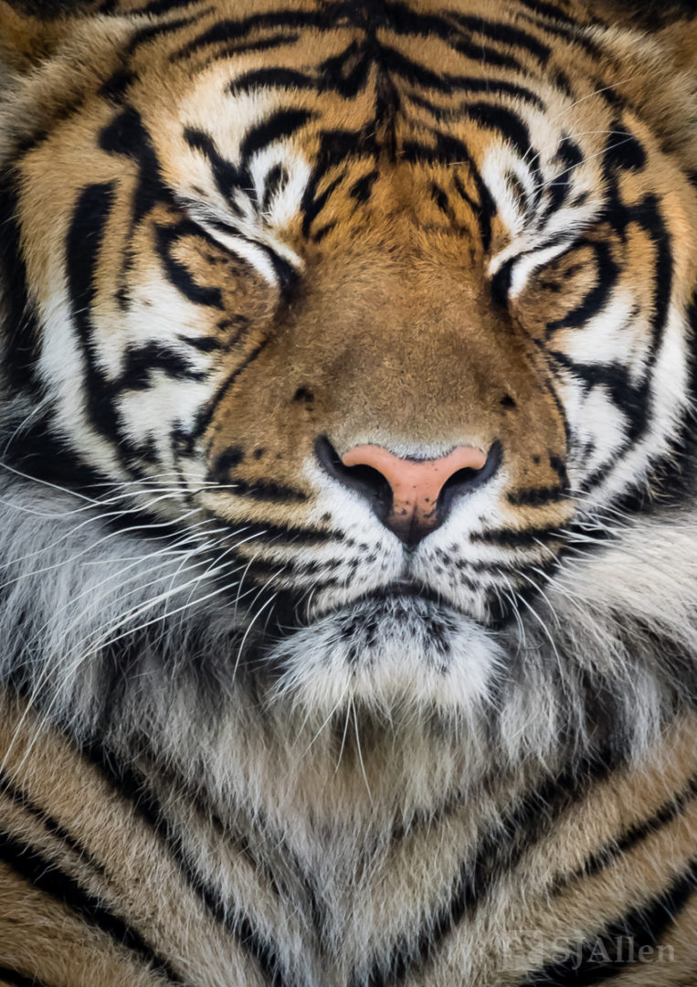 Happy Sumatran Tiger – SJ Allen Photography